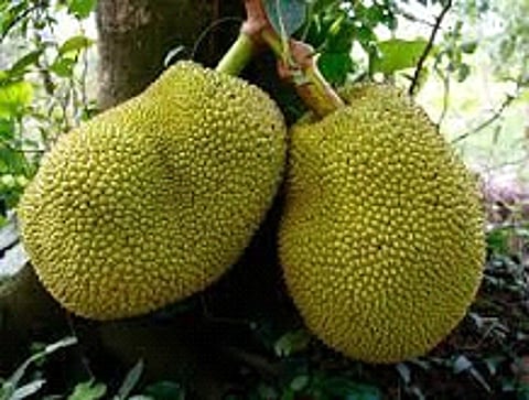 jackfruits