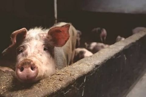 African Swine Fever