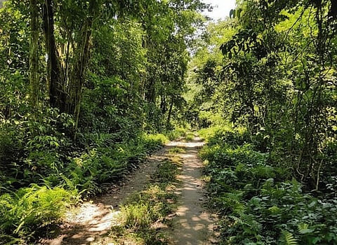 reserved forests