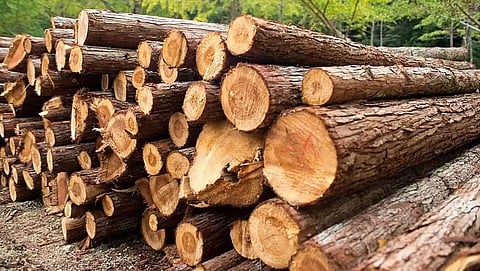 Anti-Timber Smuggling Crackdown