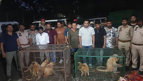 Wildlife groups alarmed as eight golden langur traffickers walk free despite strict protection law