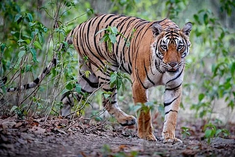 International Tiger Day