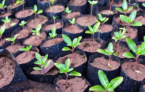 Fruit and Flower Saplings