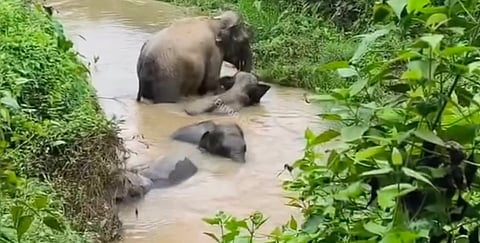 Elephant calf