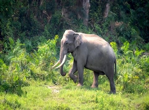 Wild Elephant Kills 60-Year-Old Man in Palashbari