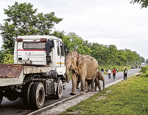 Wild elephant
