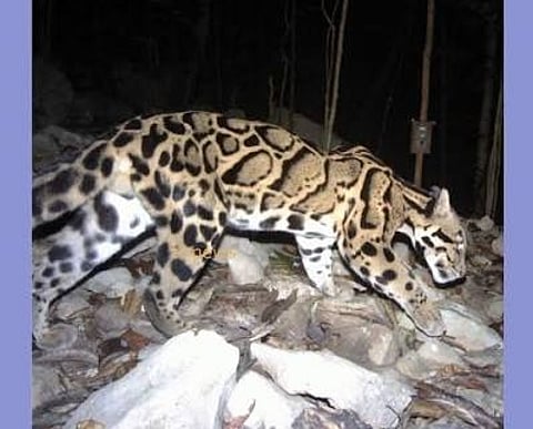 Meghalaya Launches ‘Mission Clouded Leopard’ to Protect State Animal
