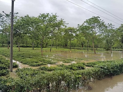Assam Tea Prices