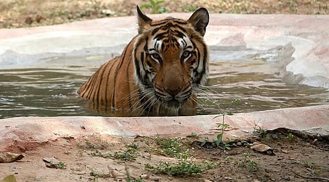 Tiger Kills Cattle Near NH-715 Close to Kaziranga National Park