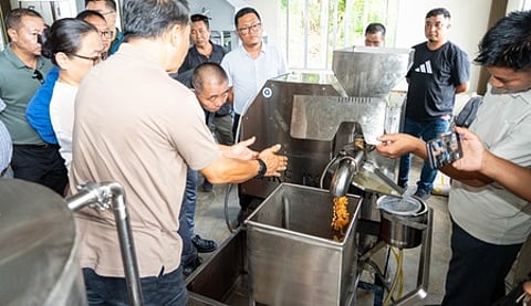 ginger cultivation