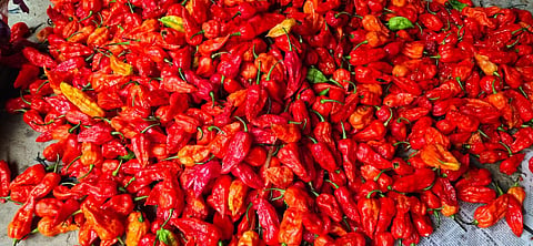 Naga King Chilli
