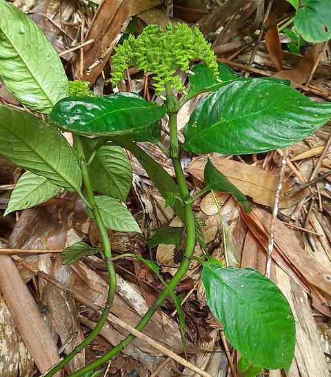 plant species