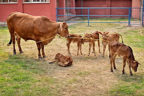 HF calf