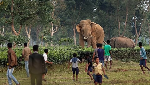 Human-Wildlife Conflict