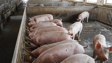 African Swine Fever