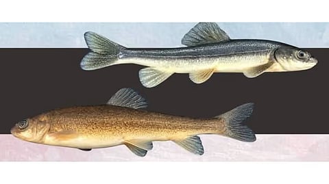 Schizopygopsis waddellii