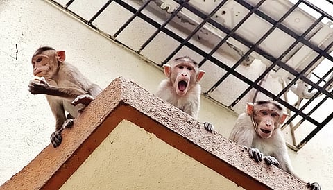 monkey business