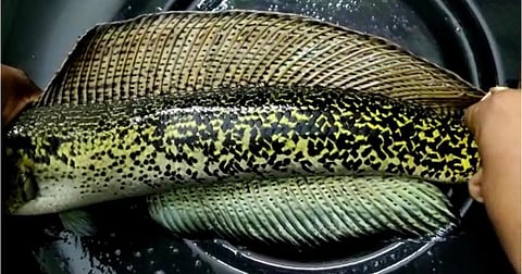 Channa barca’ fish