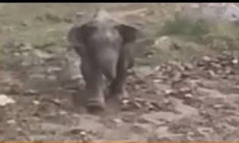 Wild Elephants