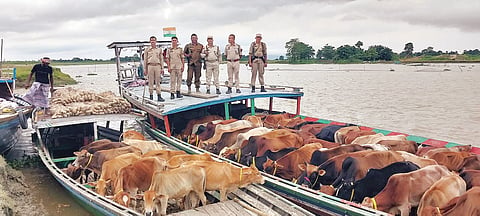 cattle seized