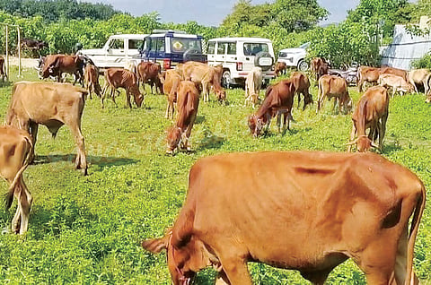 cattle