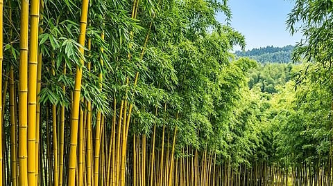 Himanta Biswa Sarma Highlights Bamboo’s Role in Livelihoods and Industry