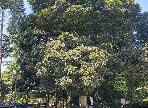 Sivasagar: Mango Tree at Sepon Bihutoli Holds Deep Connection to Zubeen Garg