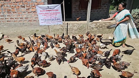 Poultry Enterprise