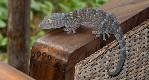 Tokay Geckos rescued