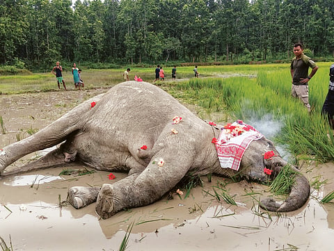 Wild Elephant