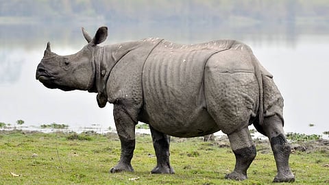 rhino