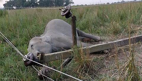 elephant deaths