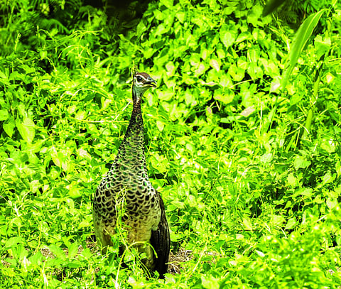 Indian Peafowl