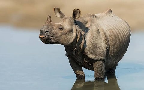 Rhinos
