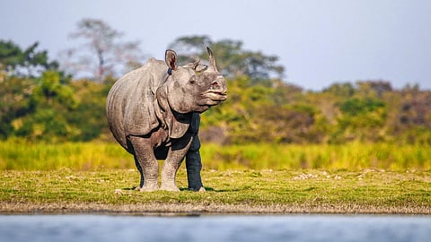 Kaziranga National Park