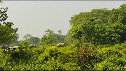 Wild elephant