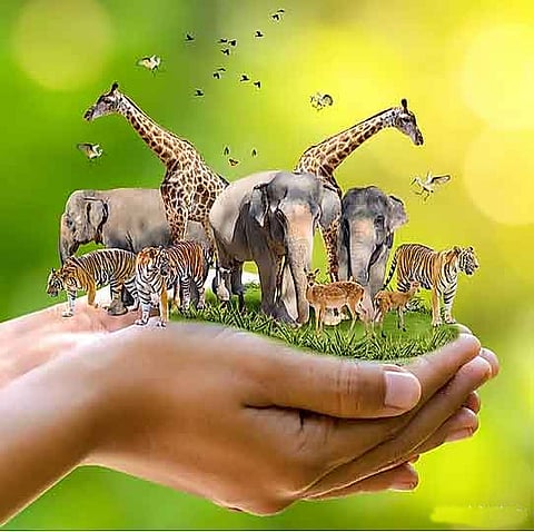 wildlife