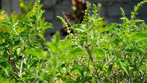 Tulsi (Basil) plant