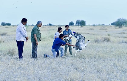 Indian Bustards