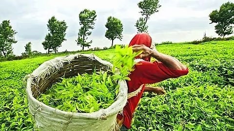 Assam: Special Tea Auction Held in Guwahati to Raise Funds for CM’s Relief Fund
