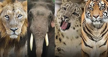 Wildlife Week 2026: Assam Calls for Greater Efforts to Protect Wildlife