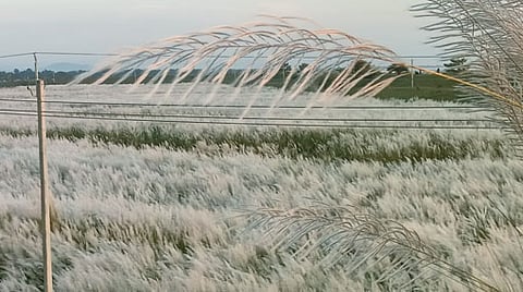 Kohua Bon