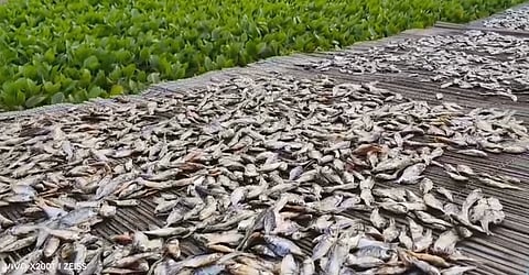 Fish Trade