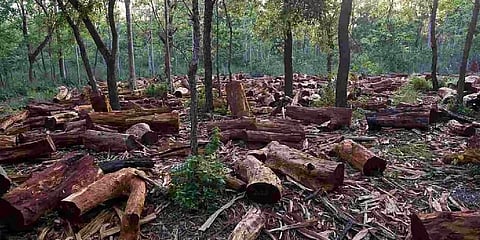 Forest Guards Intercept Truck in Midnight Ambush; Forest Department Launches Hunt for Escaped Syndicate Members