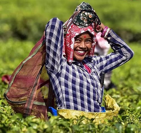 Assam Disburses 20% Puja Bonus to Tea Workers Across 800 Gardens