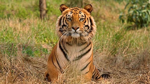Namdapha Tiger Reserve