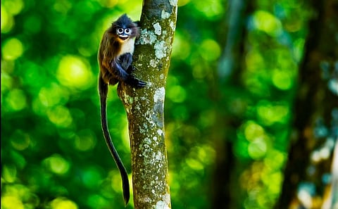 Camera captures rare pair of endangered Spectacle Monkeys in South Tripura, highlighting critical need for forest corridor protection