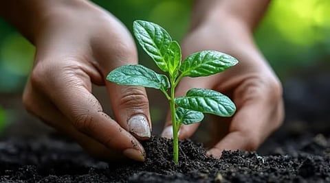 Assam: Compensatory Afforestation Raises Concerns Over Tree Survival
