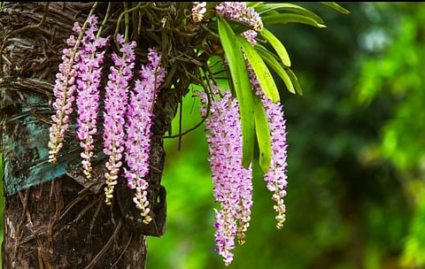 Guwahati Pandal Decorators Urged to Adopt State Flower Theme in Push for Zero-Waste Festivities