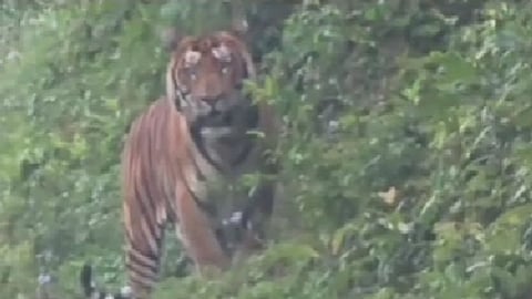Tiger Sighting Triggers Alert in Arunachal Pradesh’s Lower Dibang Valley